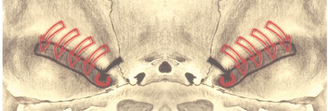 Đường màu đen là đường viền của lồi cầu khi nó tiếp xúc với sườn sau của lồi khớp. Lồi cầu không tiếp xúc với thành mỏng phía trên của hõm khớp.