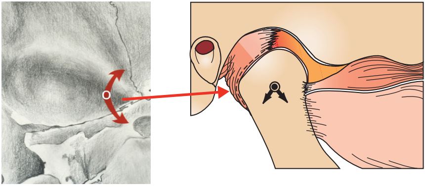 Khi lồi cầu hoàn toàn ổn định ở tương quan trung tâm, chúng không thể di chuyển theo chiều ngang được mà phải di chuyển xuống dưới.