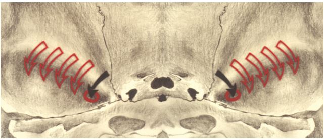 Hướng di chuyển của phức hợp lồi cầu – đĩa khớp.